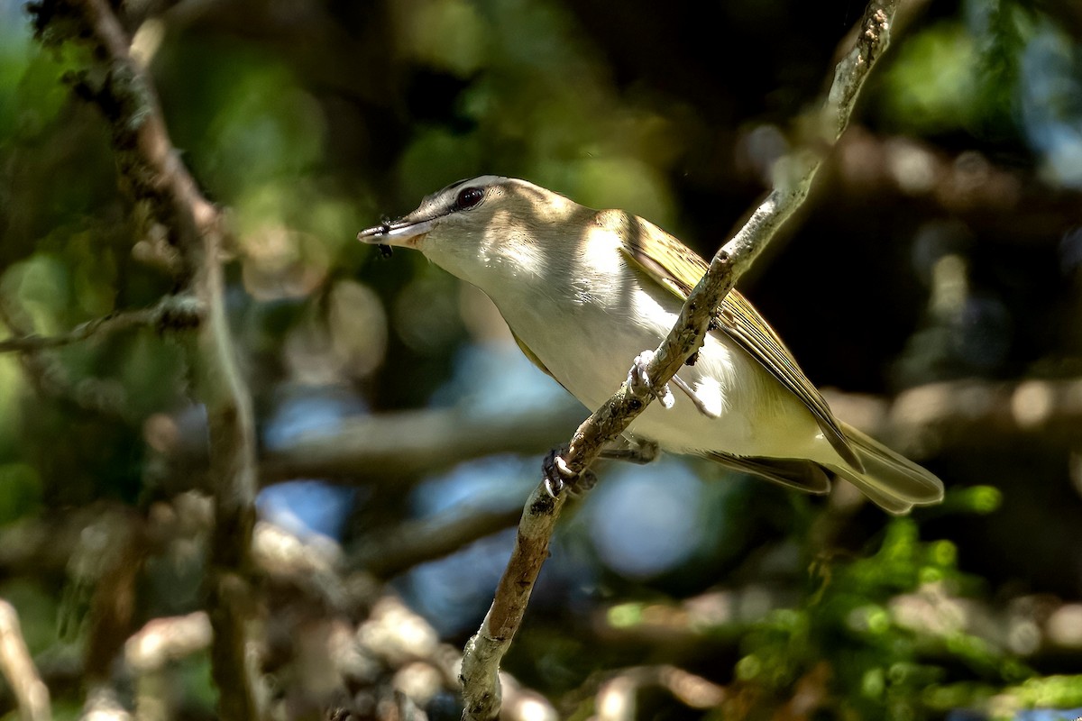 Red-eyed Vireo - ML620583607