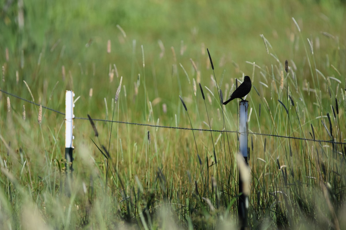 Red-winged Blackbird - ML620583608