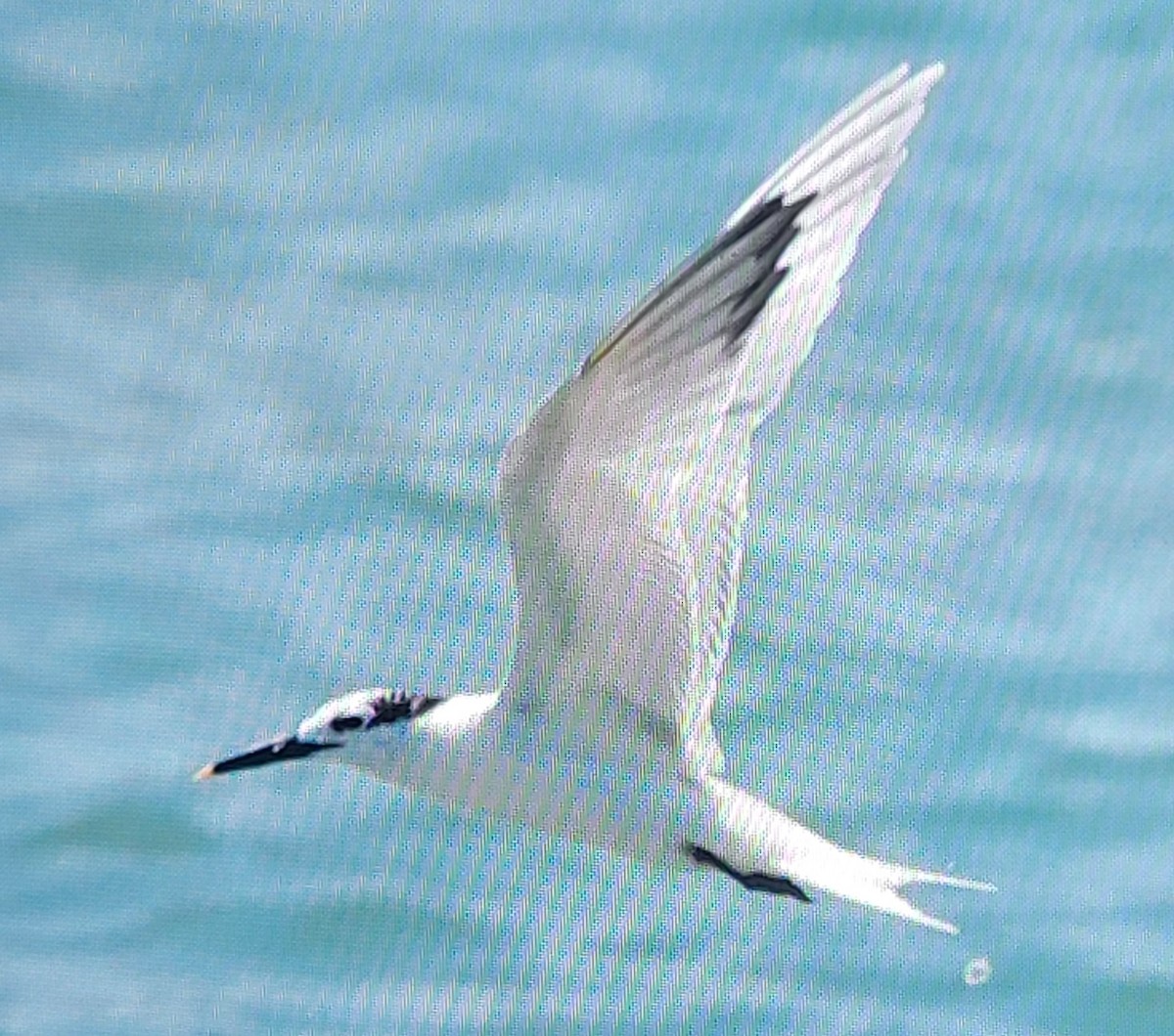 Sandwich Tern - ML620583614