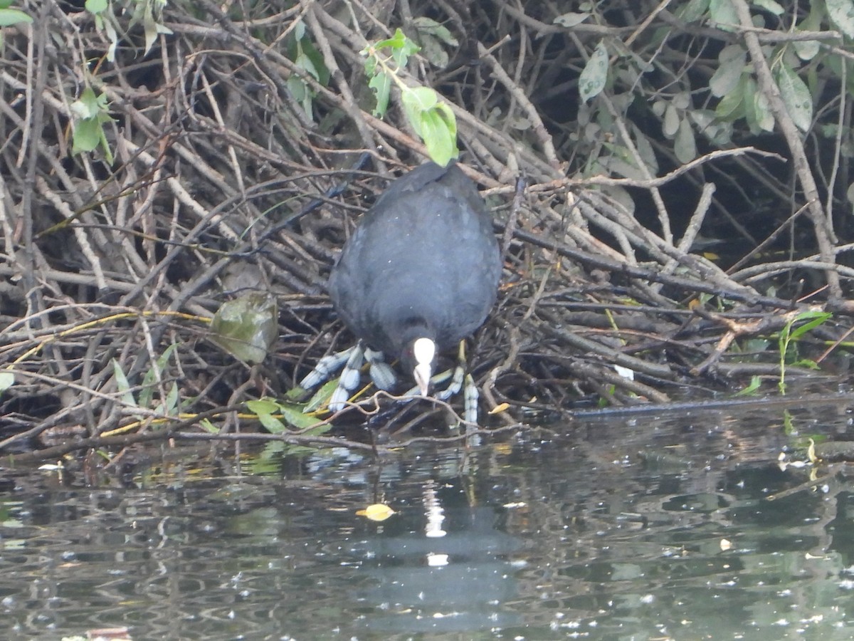 Eurasian Coot - ML620583621