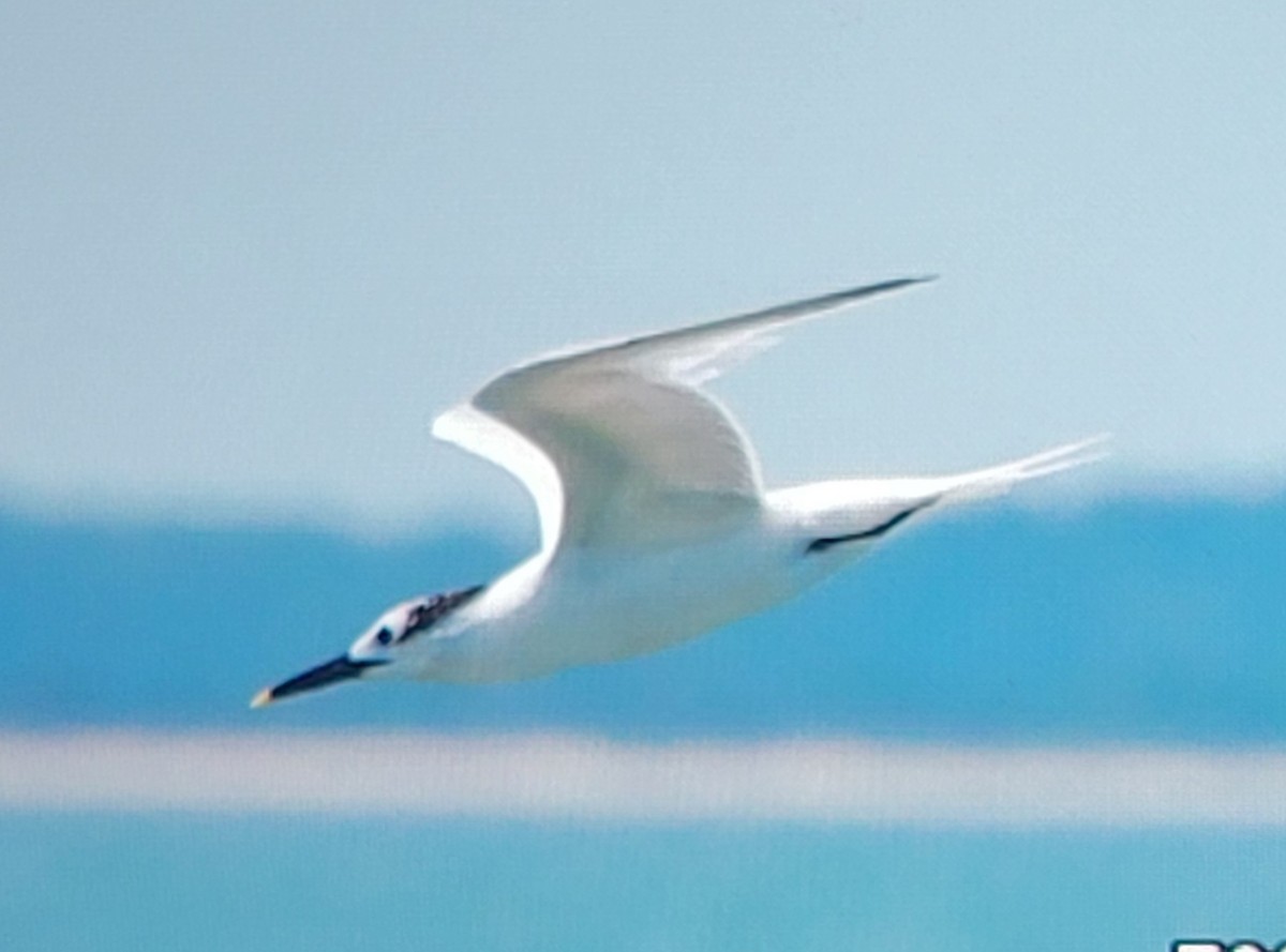 Sandwich Tern - ML620583626