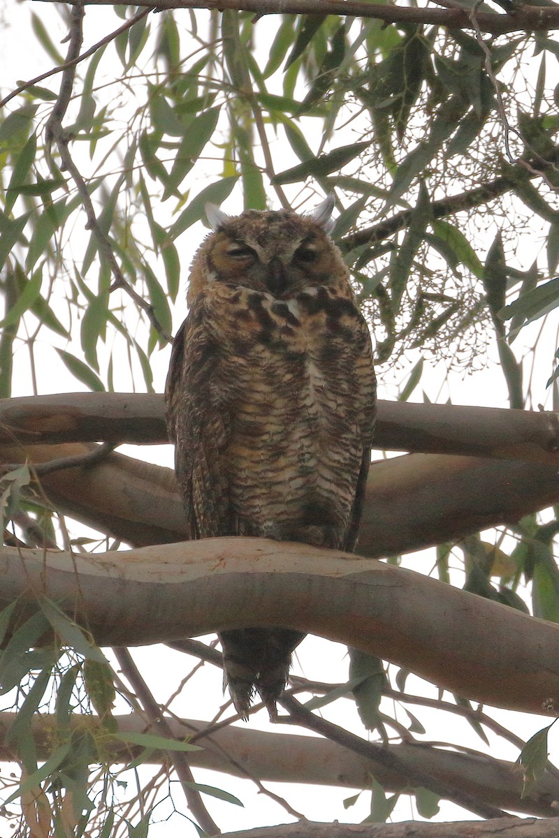 Great Horned Owl - ML620583630