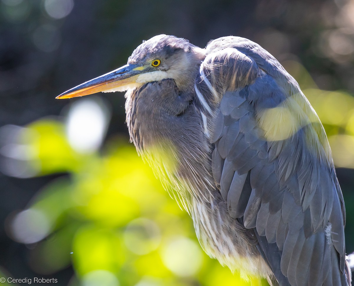 Great Blue Heron - ML620583635