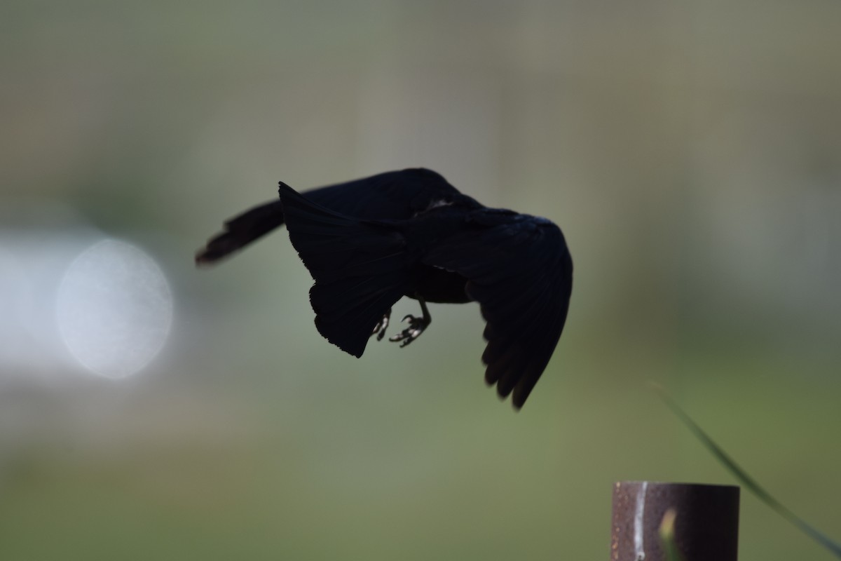 Brewer's Blackbird - Annie Beckstrand