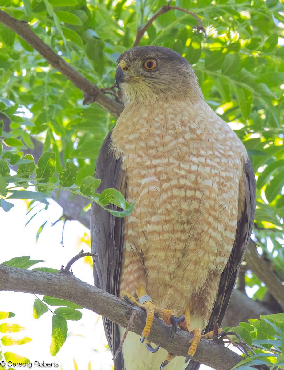 Cooper's Hawk - ML620583642