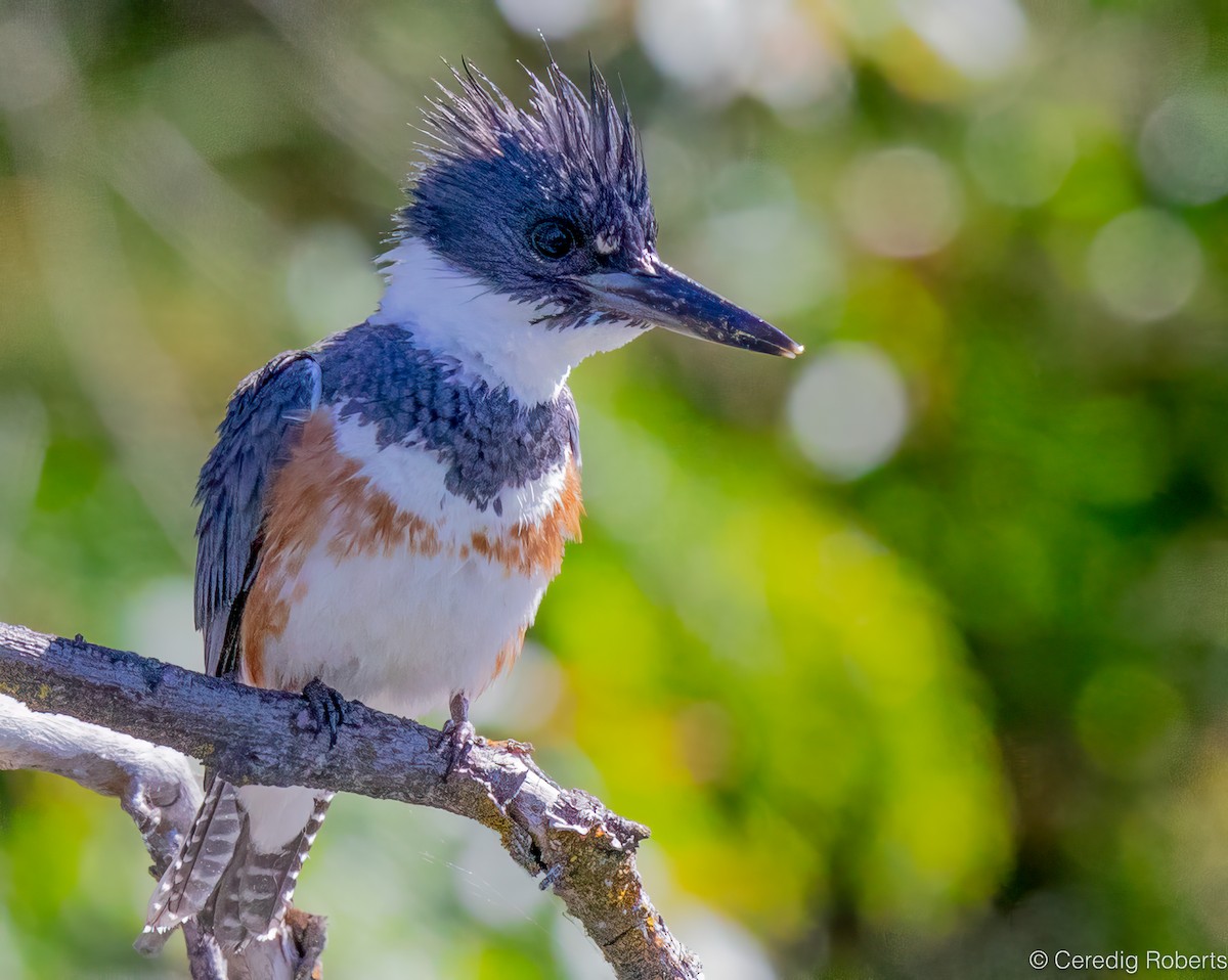 Belted Kingfisher - ML620583643