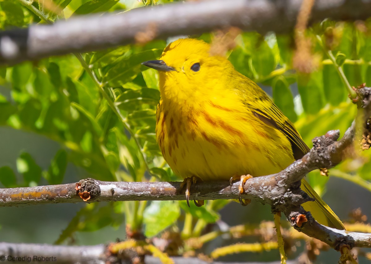 Yellow Warbler - ML620583644