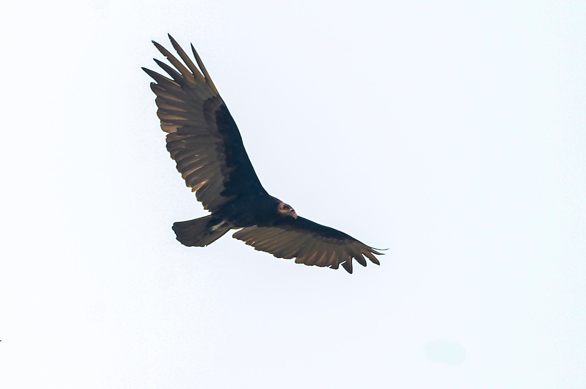 Lesser Yellow-headed Vulture - ML620583645