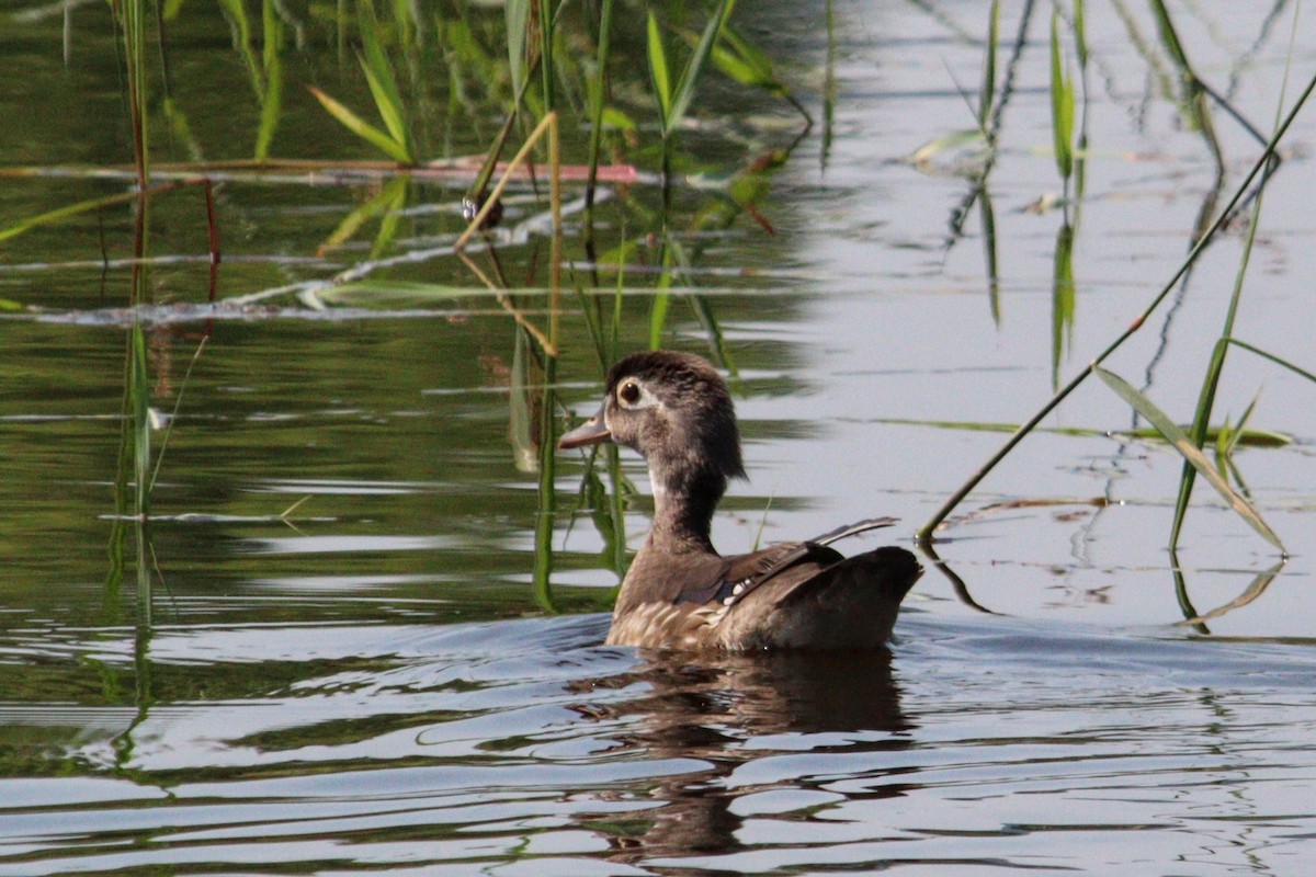 Wood Duck - ML620583649