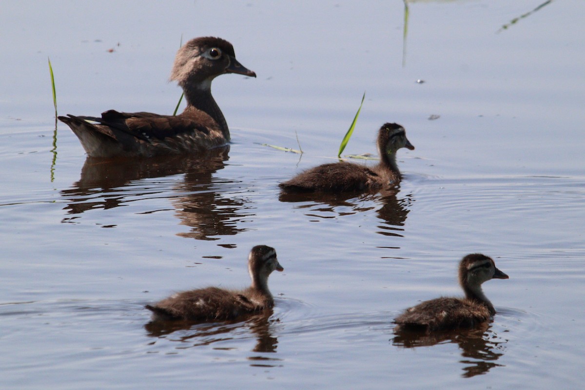 Wood Duck - ML620583653