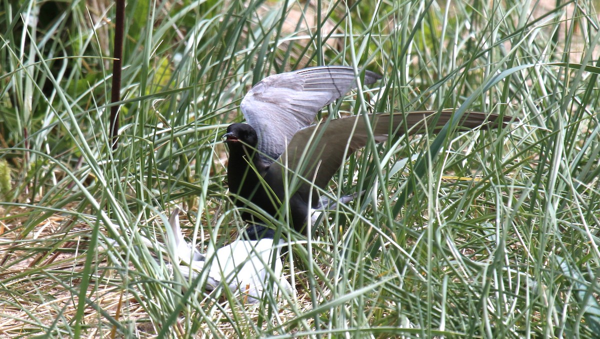 Black Tern - ML620583655