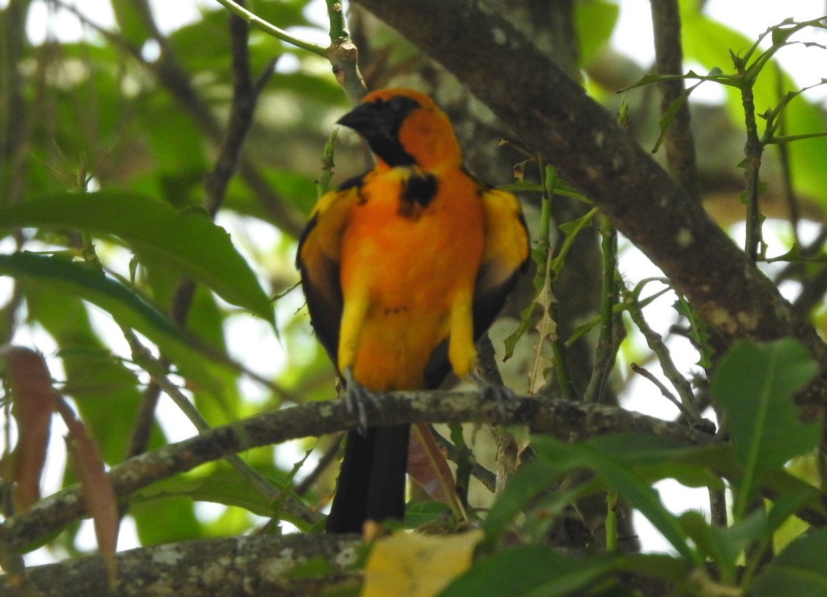 Oriole à gros bec - ML620583658