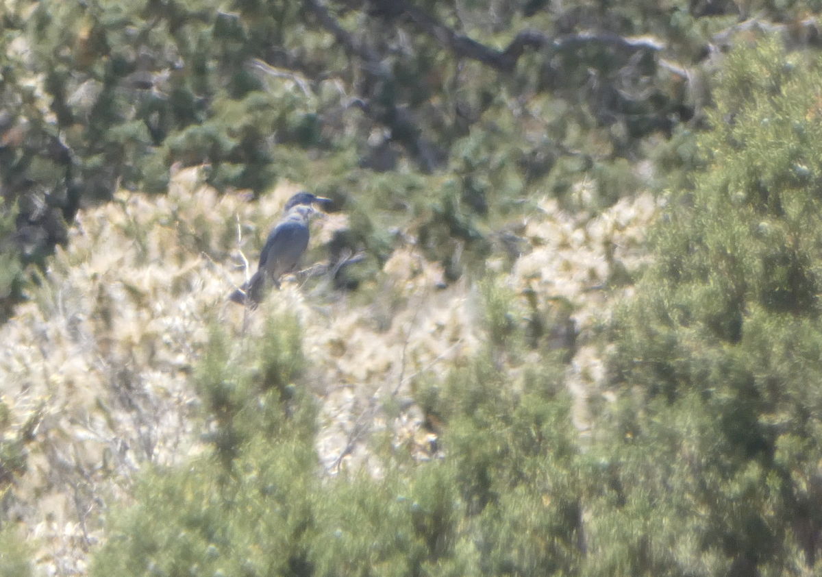 Pinyon Jay - ML620583661