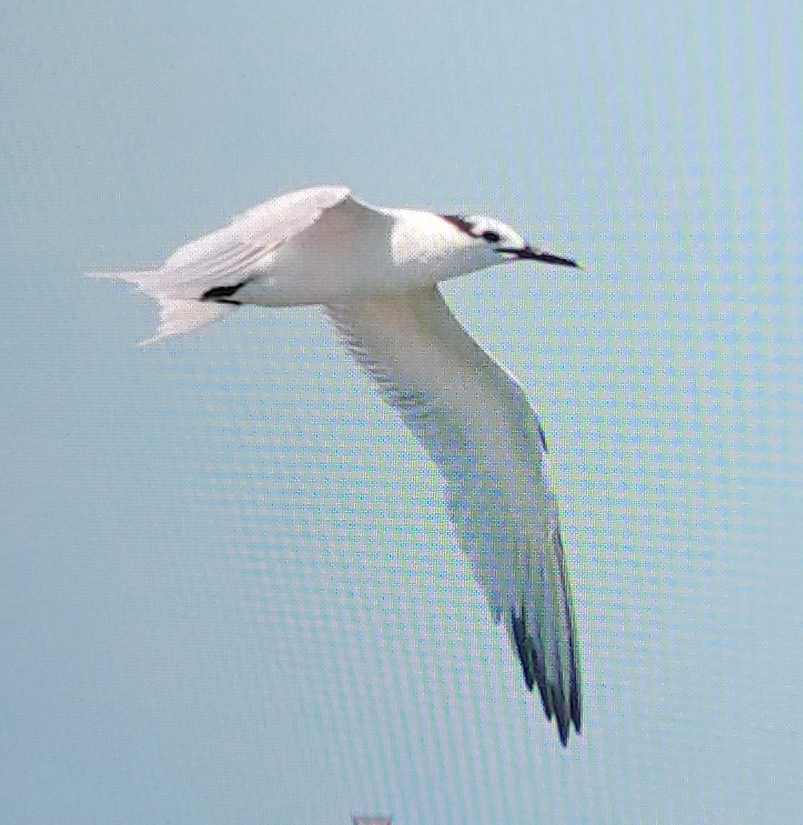 Sandwich Tern - ML620583662