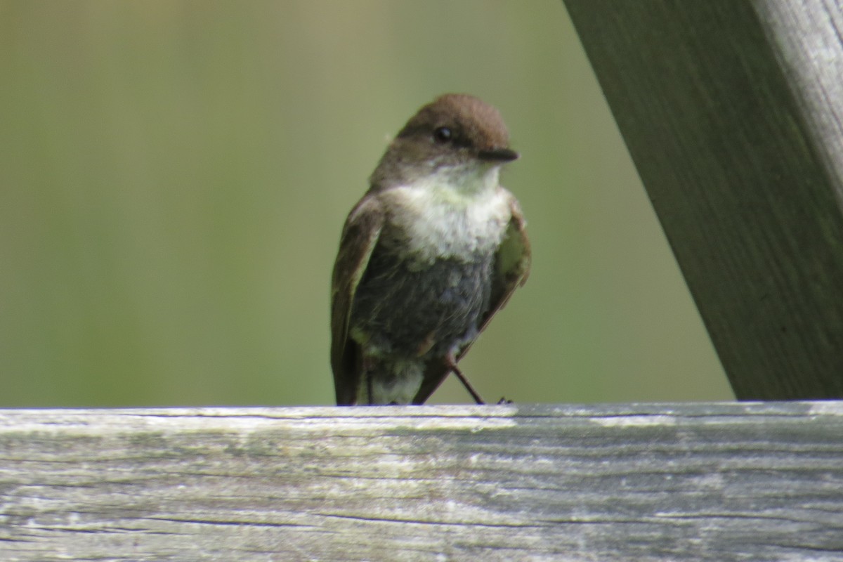 Eastern Phoebe - ML620583664