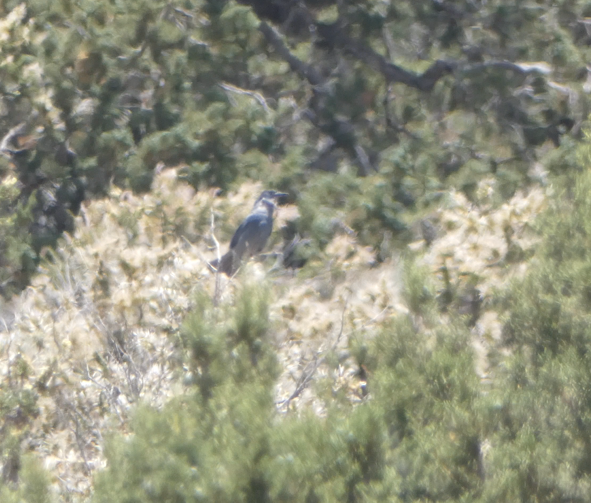 Pinyon Jay - ML620583666