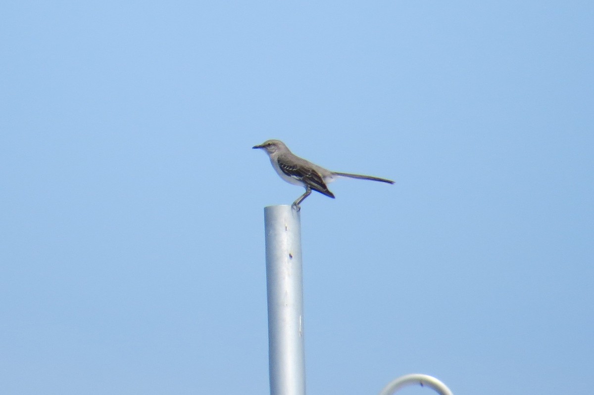 Northern Mockingbird - ML620583675