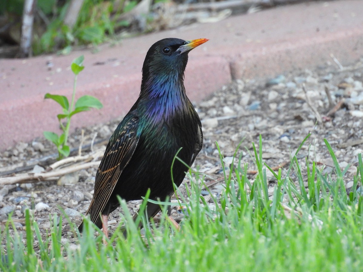 European Starling - ML620583676