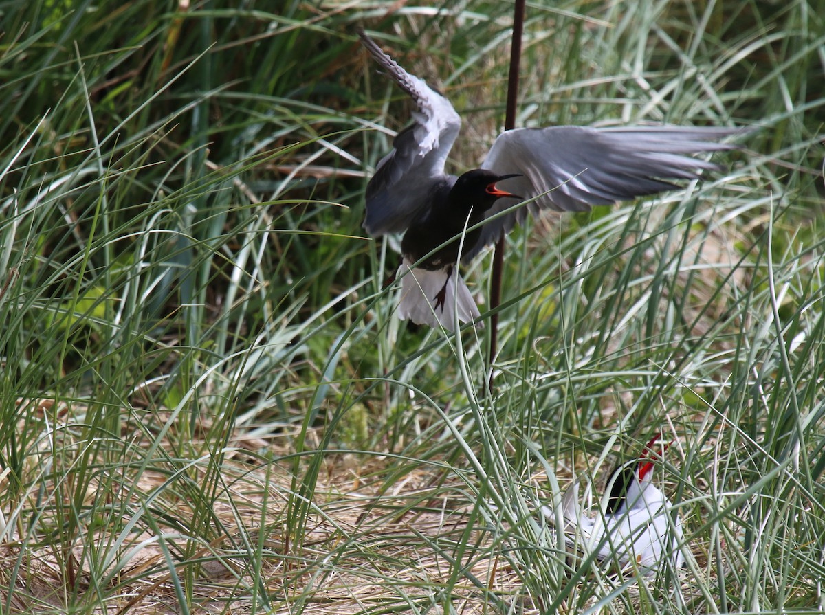 Black Tern - david lawrence