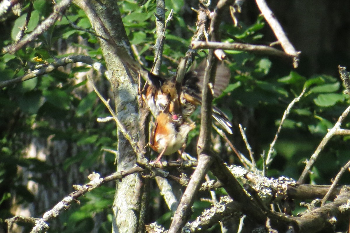 Eastern Towhee - ML620583681