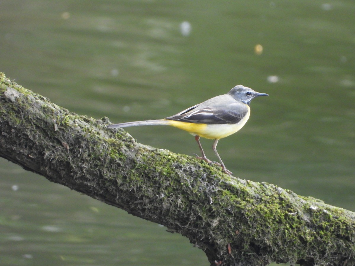 Gray Wagtail - ML620583684