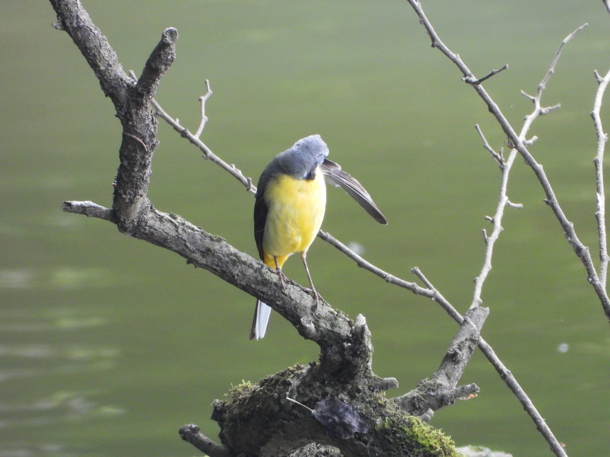 Gray Wagtail - ML620583685