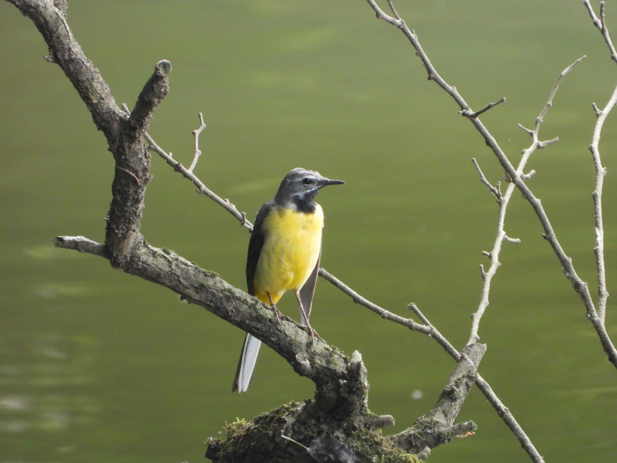 Gray Wagtail - ML620583687