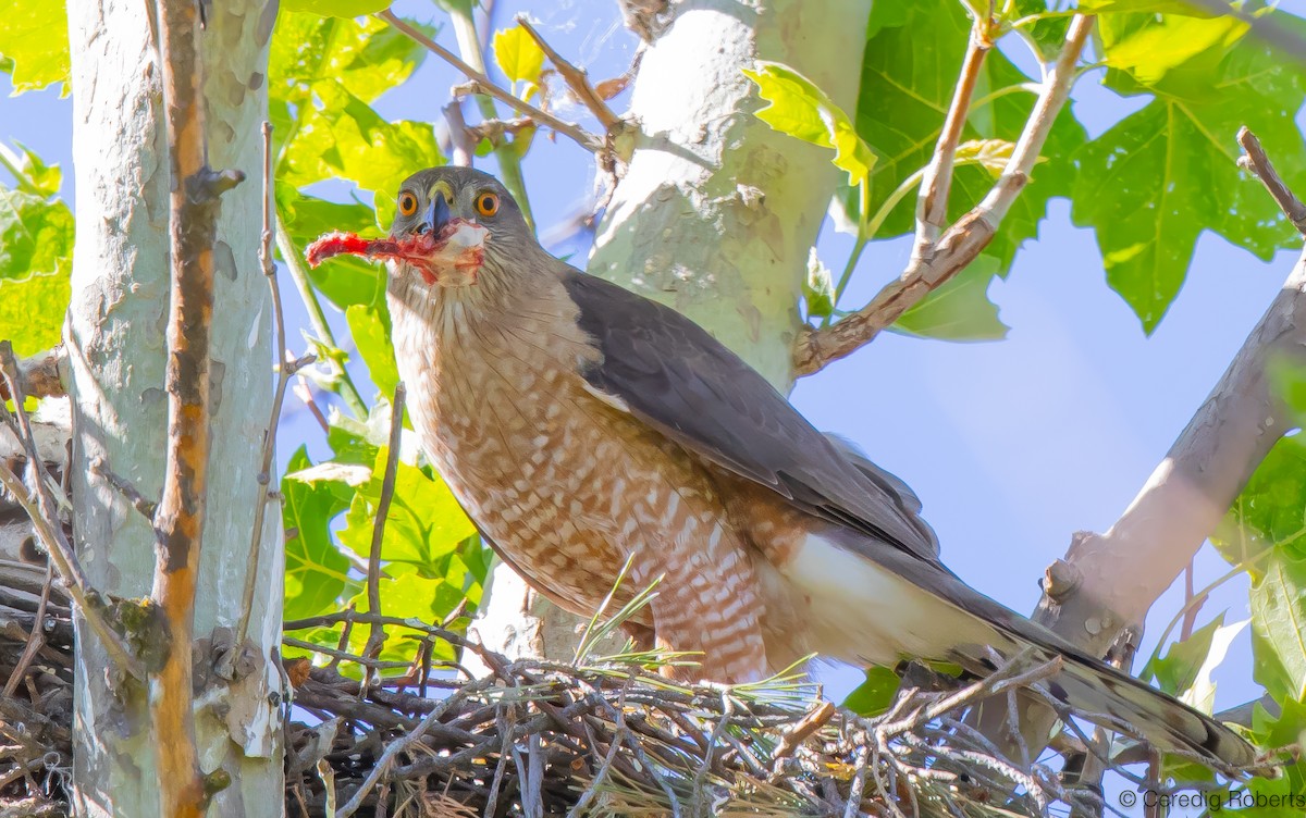 Cooper's Hawk - ML620583693