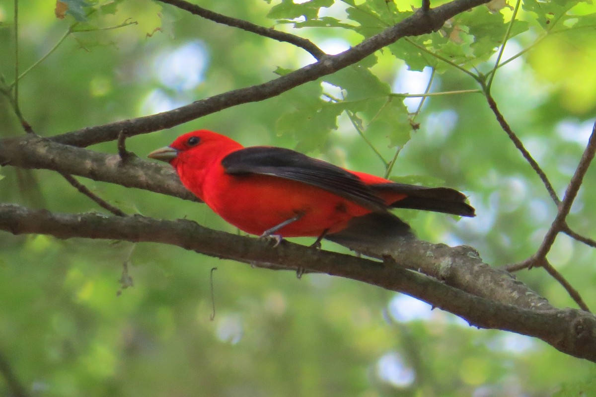 Scarlet Tanager - ML620583699