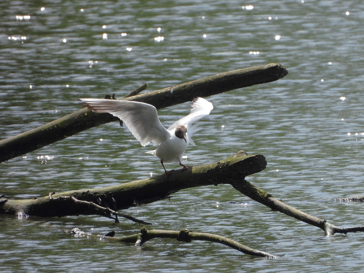 Mouette rieuse - ML620583700