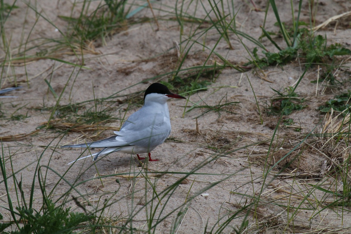 Arctic Tern - ML620583704