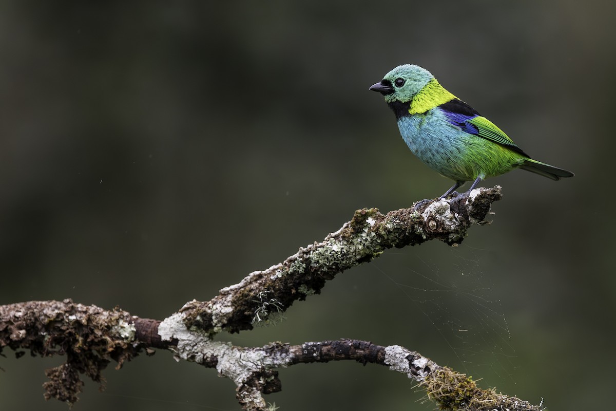 Green-headed Tanager - ML620583705