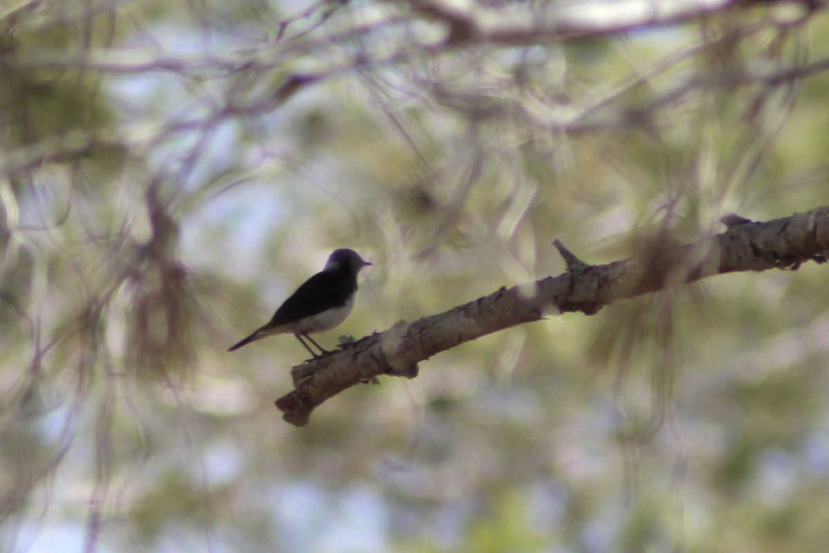 Cyprus Wheatear - ML620583706