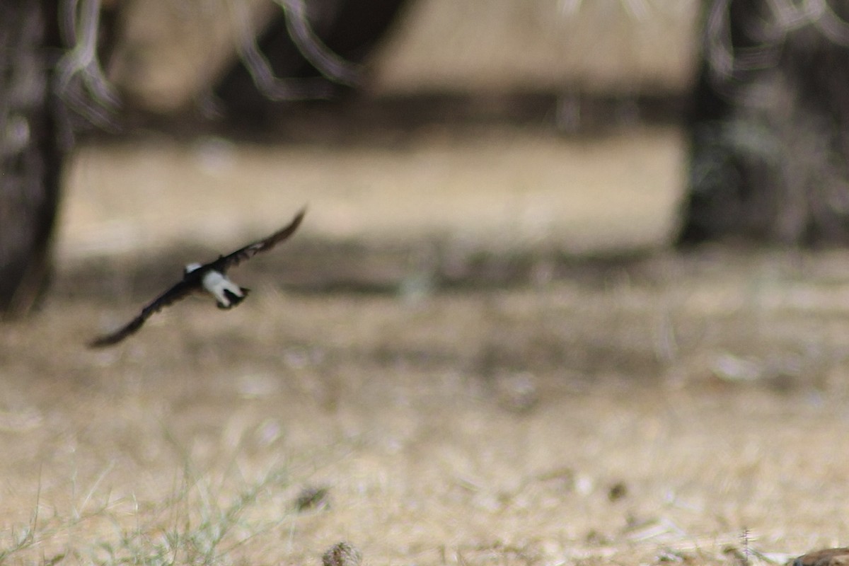 Cyprus Wheatear - ML620583708