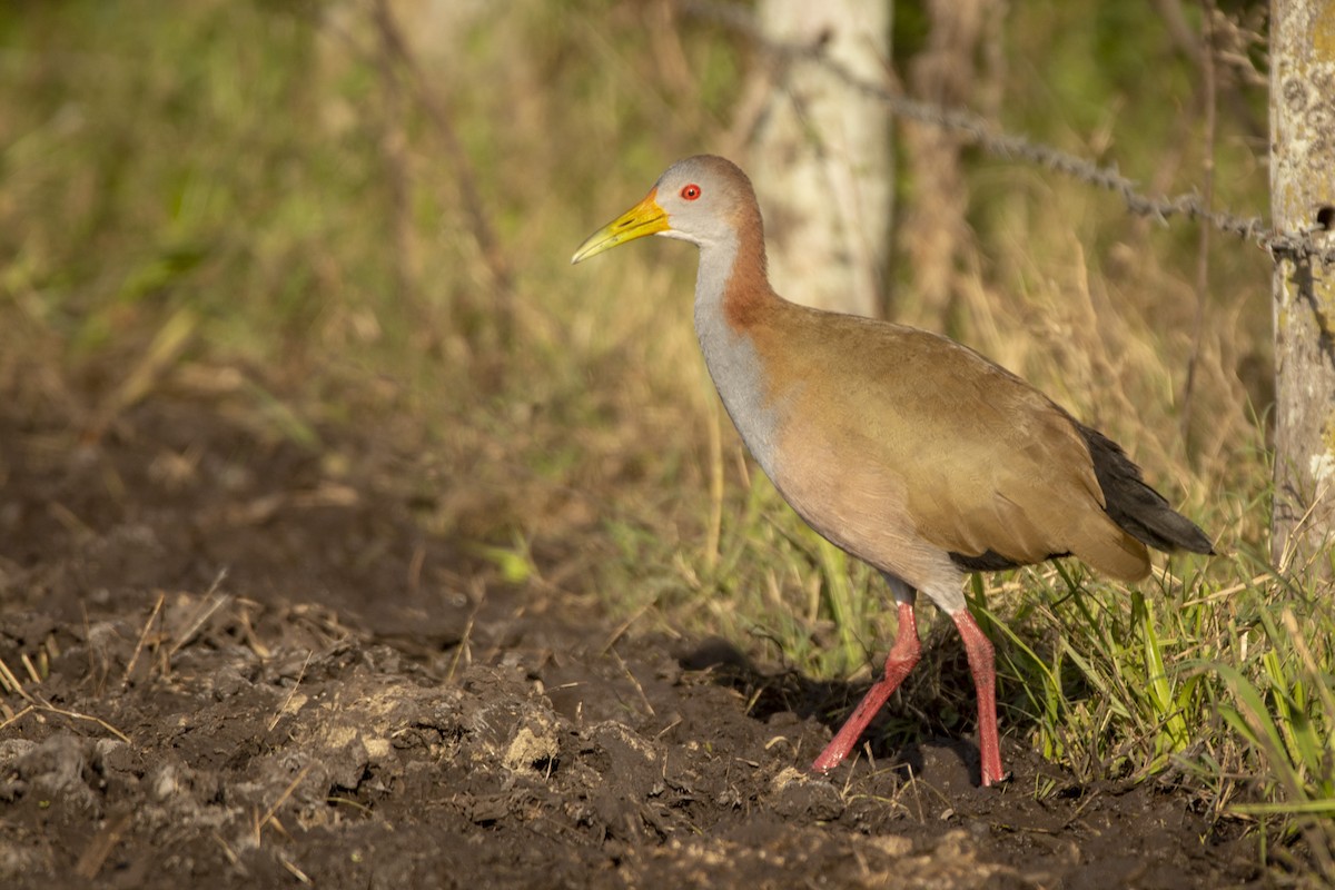 Giant Wood-Rail - ML620583717