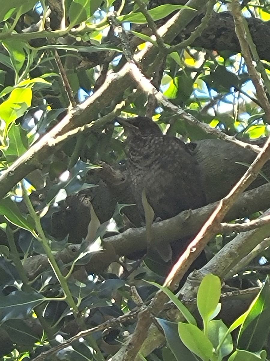 Eurasian Blackbird - ML620583718