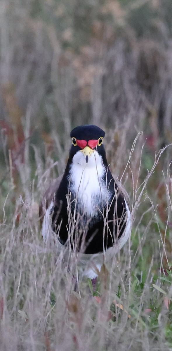 Banded Lapwing - ML620583733