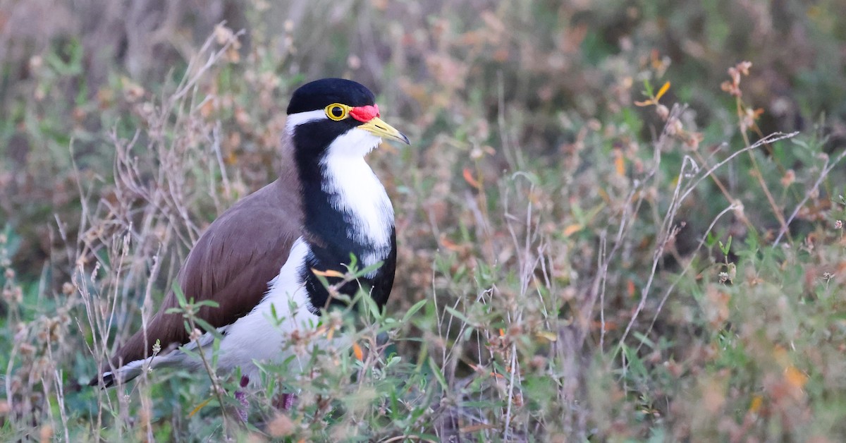 Banded Lapwing - ML620583734