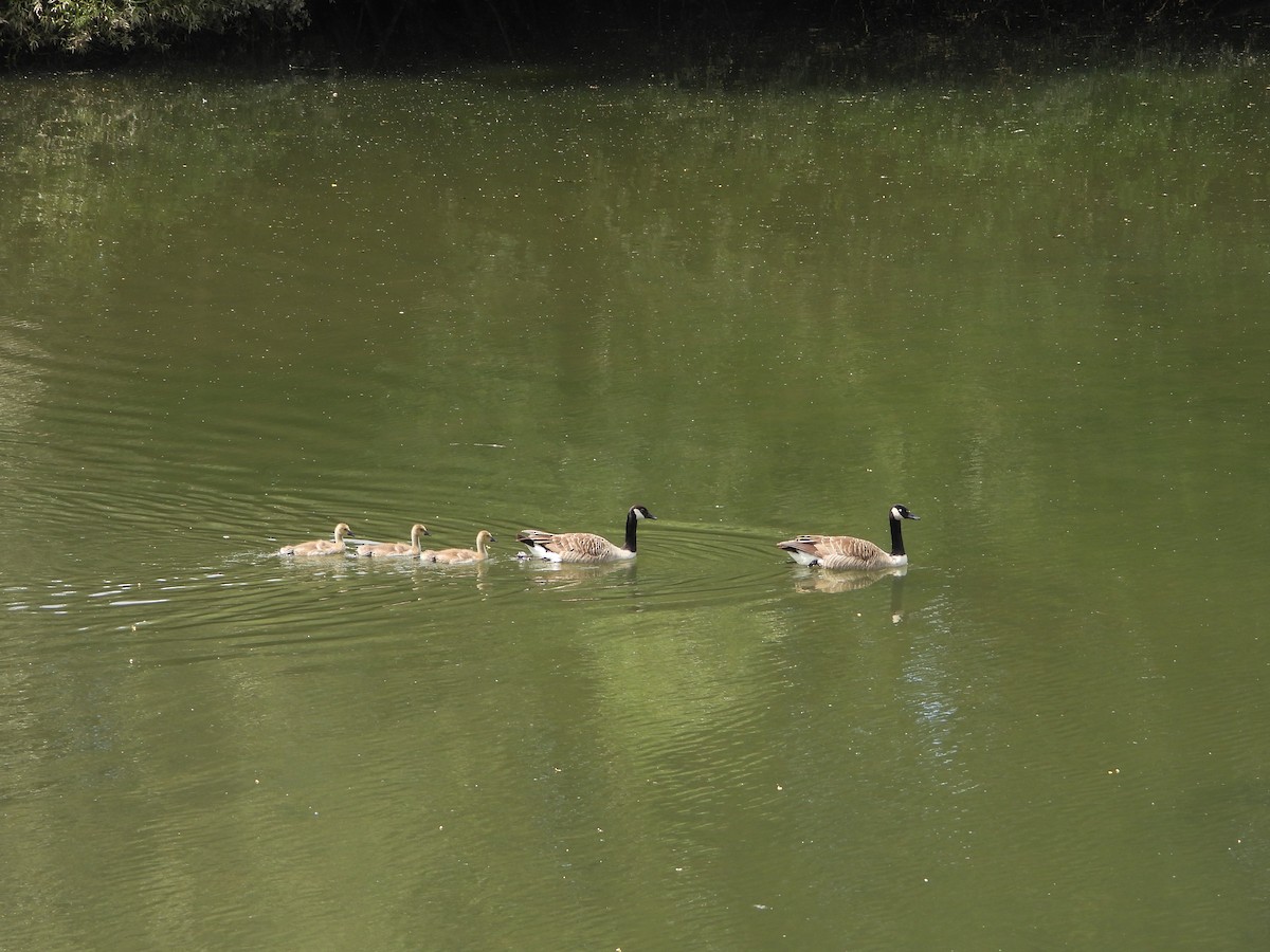 Canada Goose - ML620583737