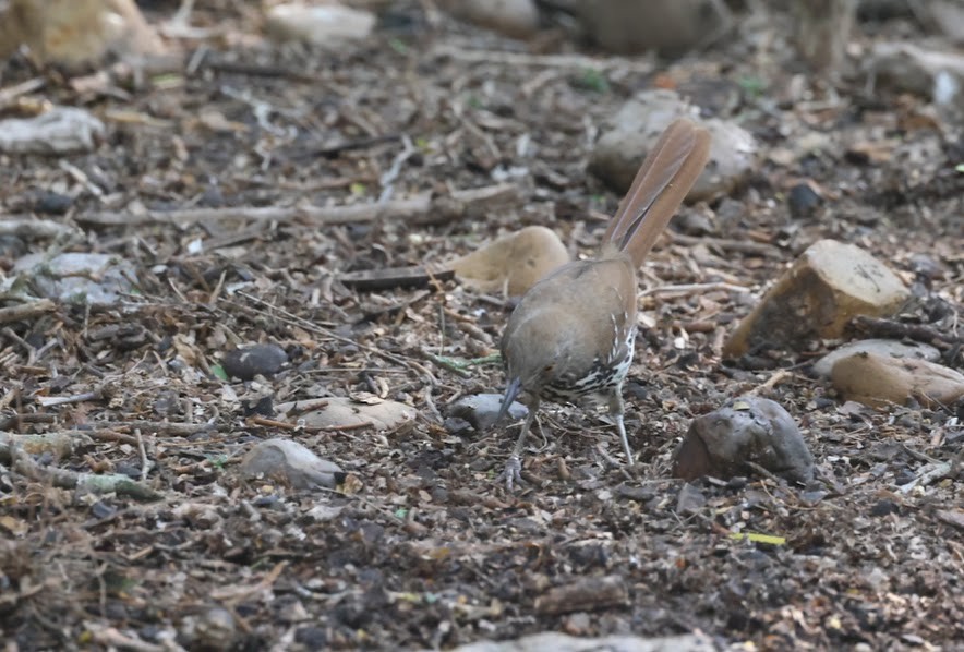 Long-billed Thrasher - ML620583741