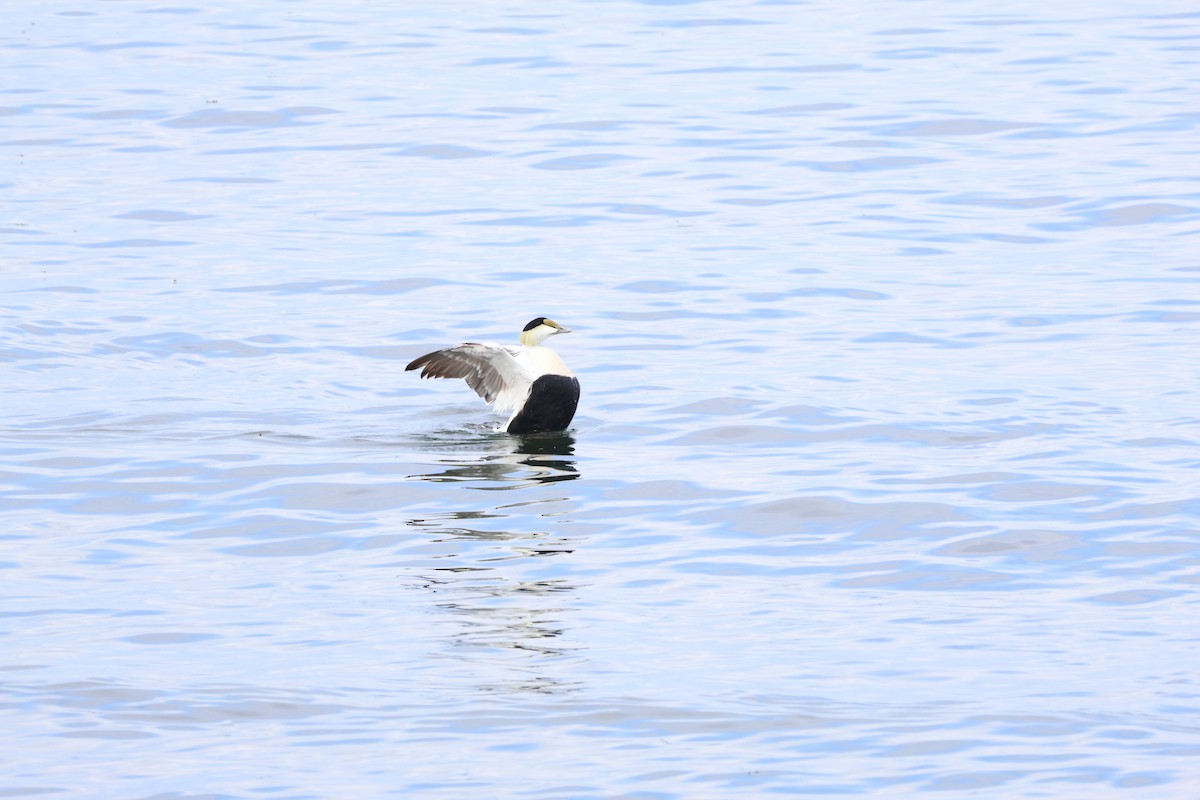 Common Eider - ML620583742