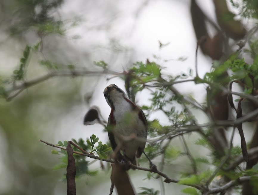 Chestnut-sided Warbler - ML620583748