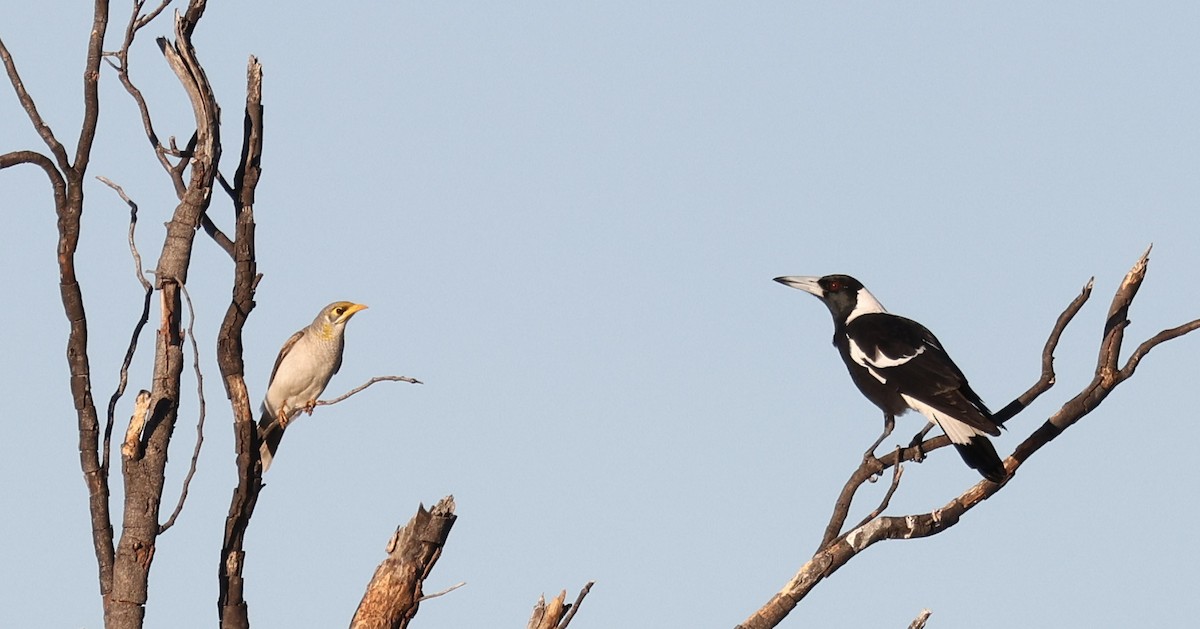 Australian Magpie - Luke Enright