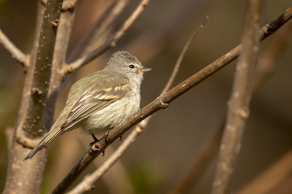 White-crested Tyrannulet - ML620583757