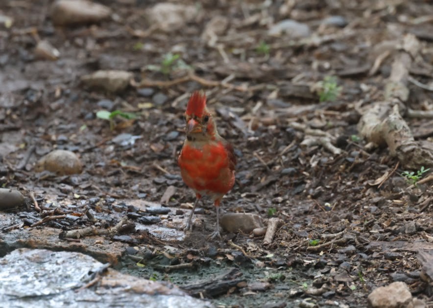 Northern Cardinal - ML620583762