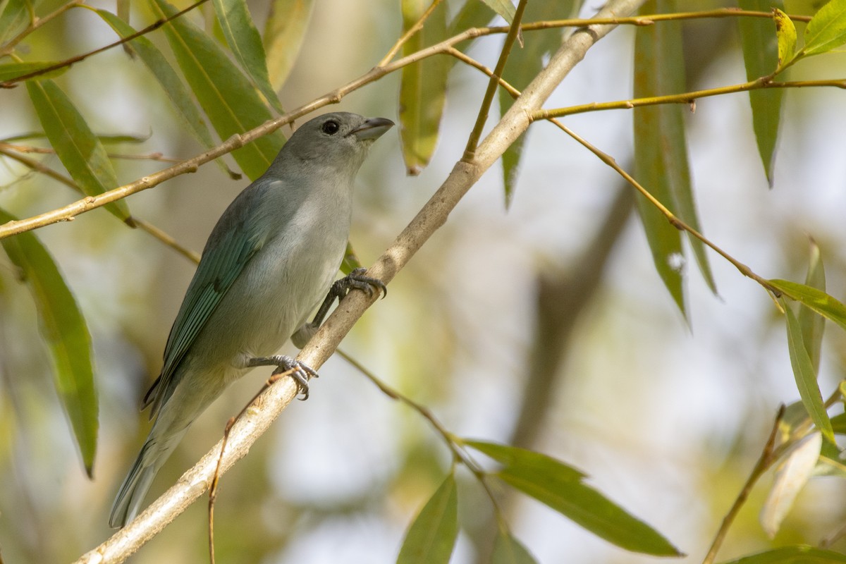 Sayaca Tanager - ML620583766