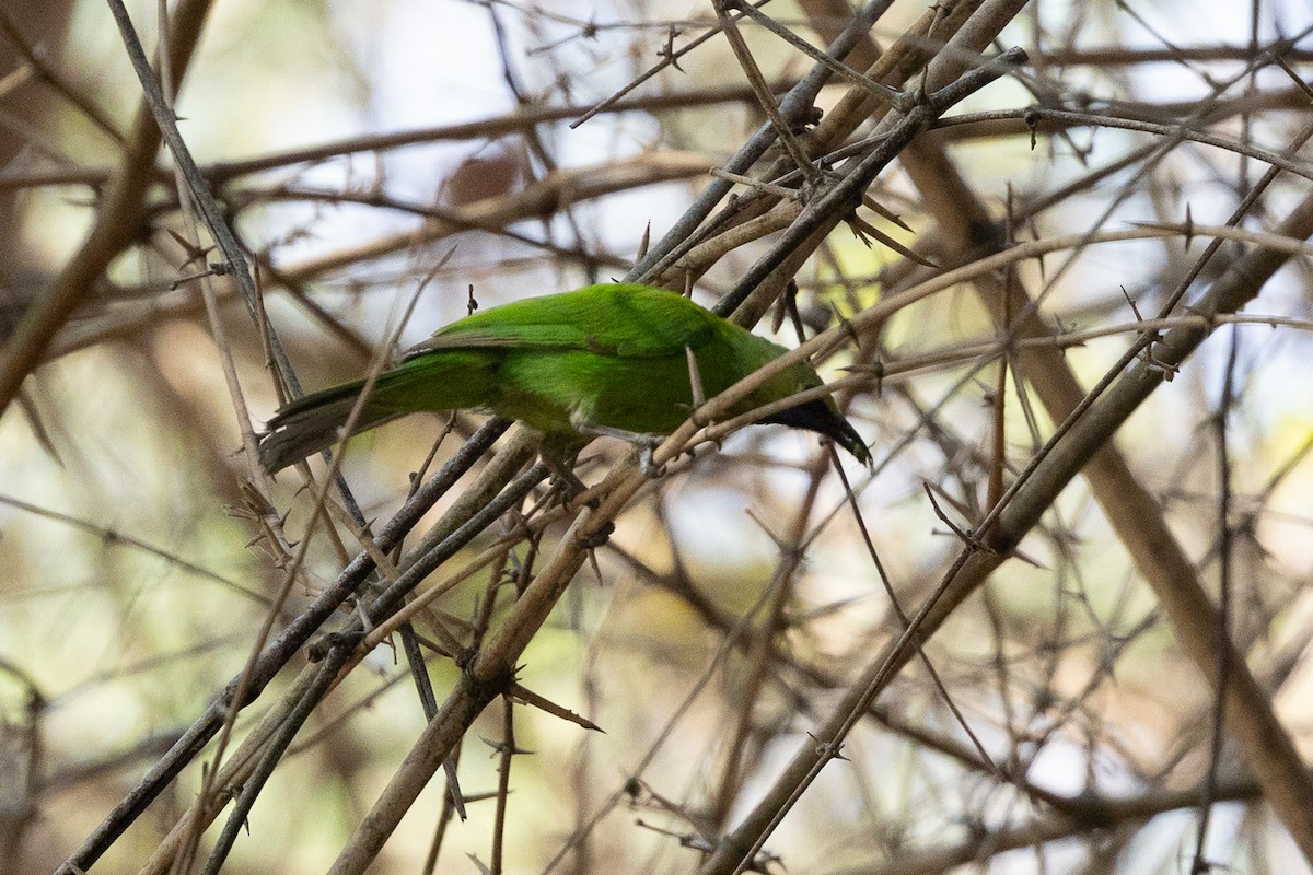 Jerdon's Leafbird - Honza Grünwald