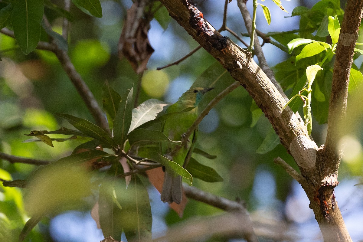 Jerdon's Leafbird - ML620583771