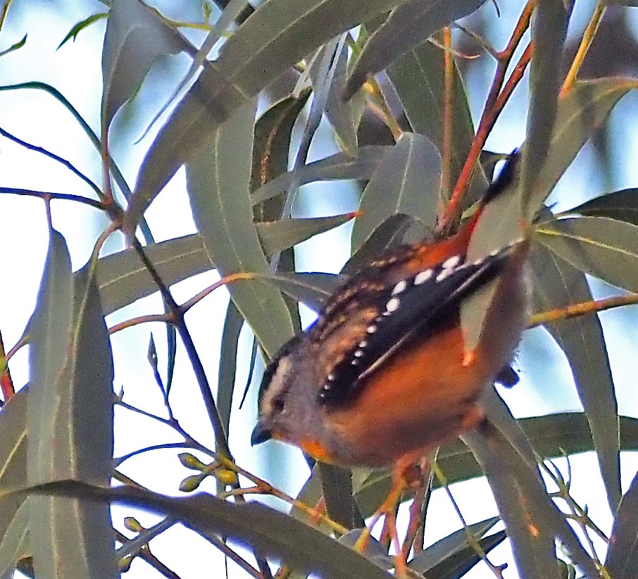 Spotted Pardalote - ML620583776