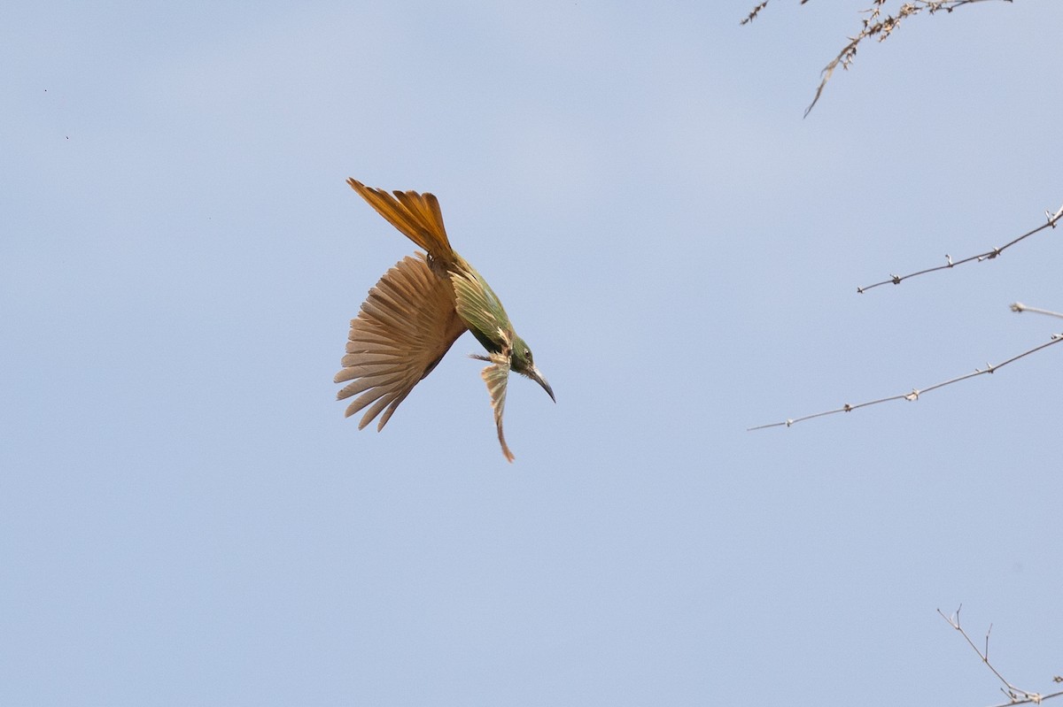 Blue-bearded Bee-eater - ML620583779